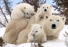 Polar bears are doing just fine...